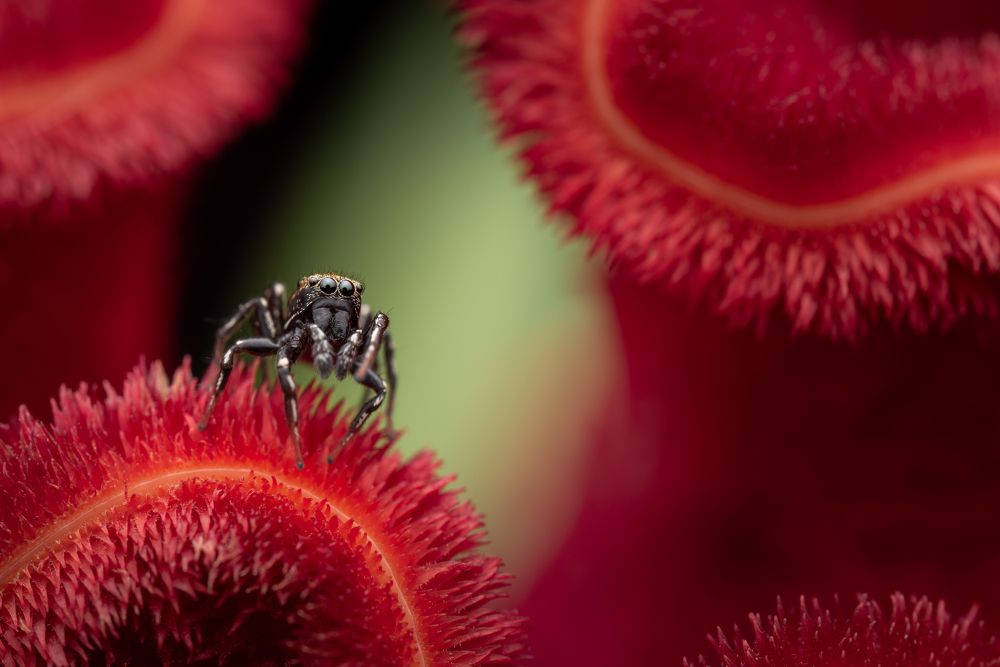 Photograph by Krisztina Mácsai