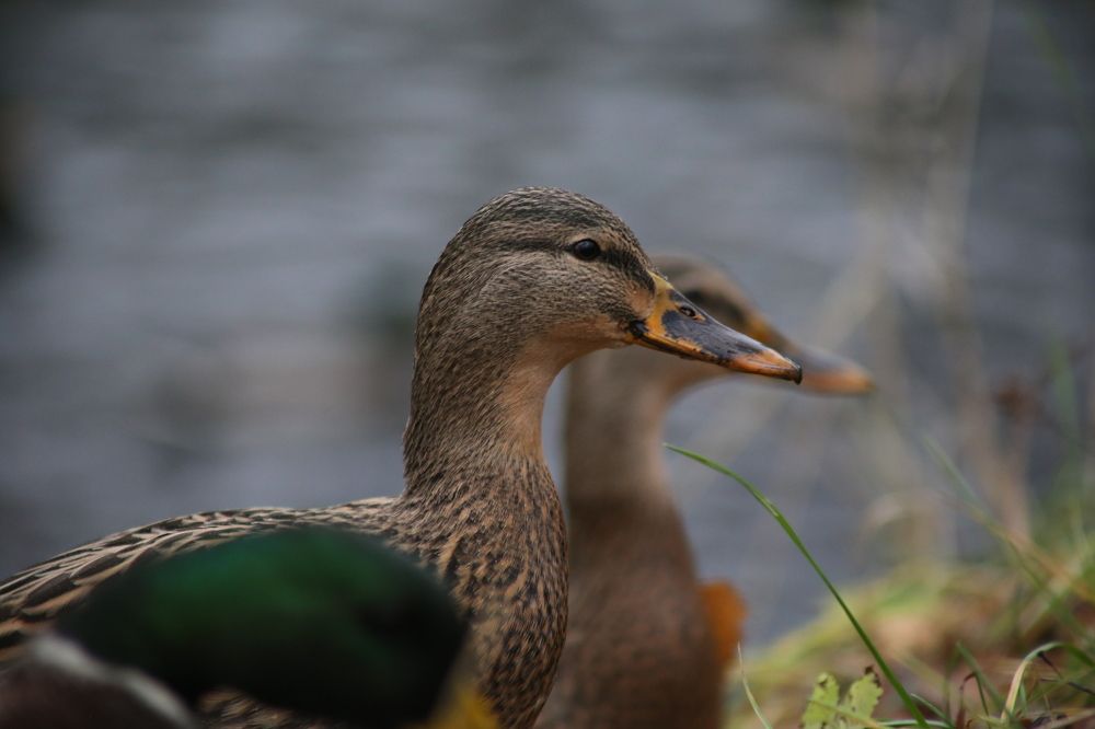 кряква обыкновенная