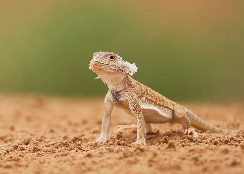 Ушастая круглоголовка, Калмыкия, июль 2023