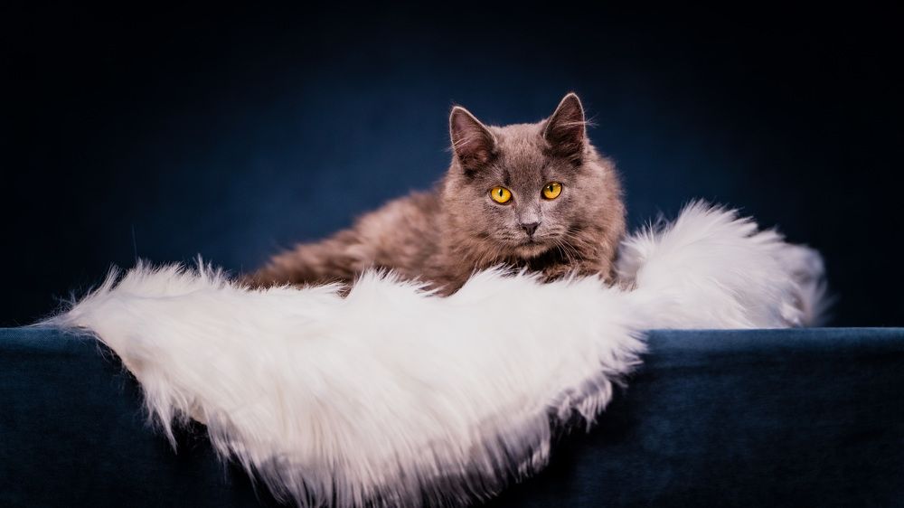 Очень важный кот