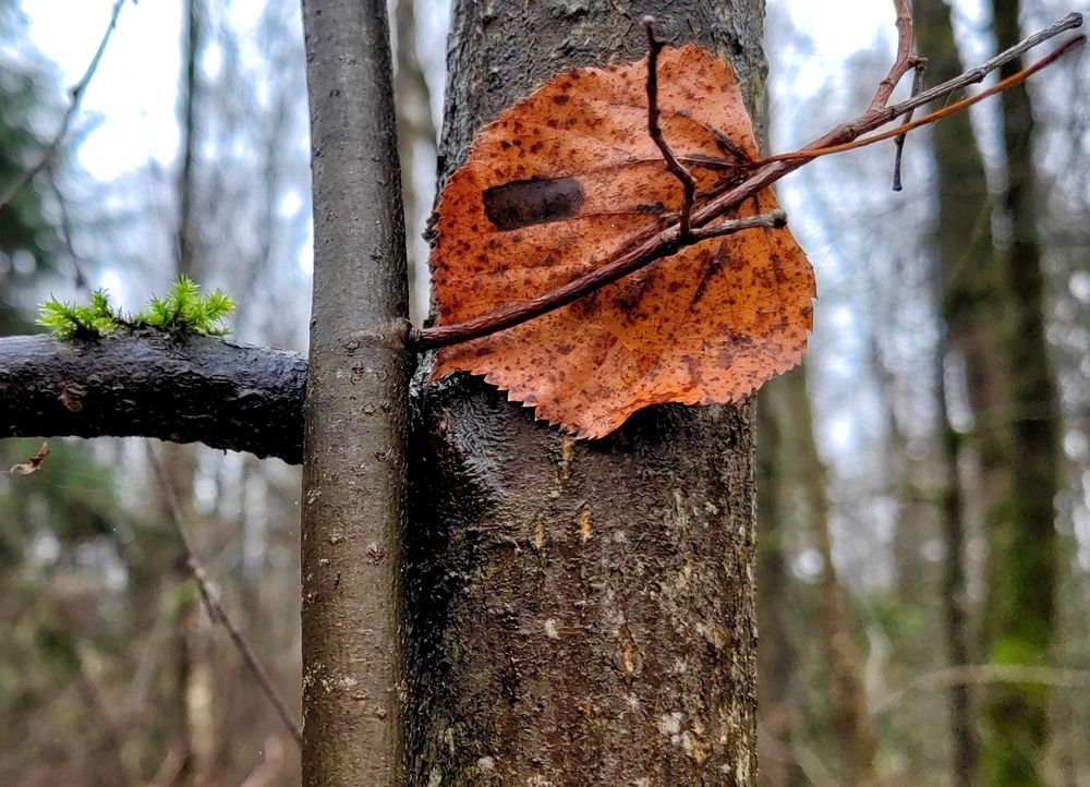 Photograph by Михаил Янкин