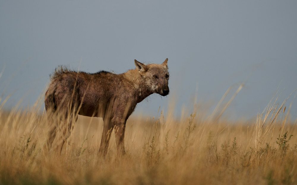 Степной волк (Калмыкия, заповедник Черные земли, июль 2023)