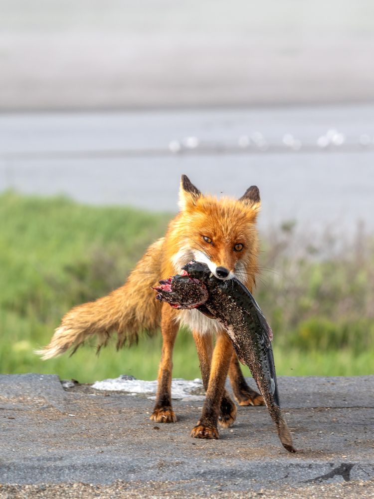 Photograph by Ольга Yarovenko