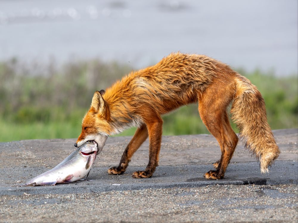 Лиса с добычей