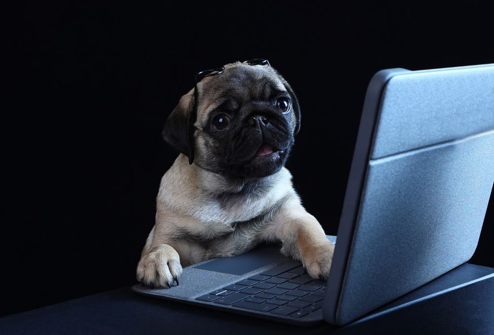 Мопс Лилу работает за компьютером