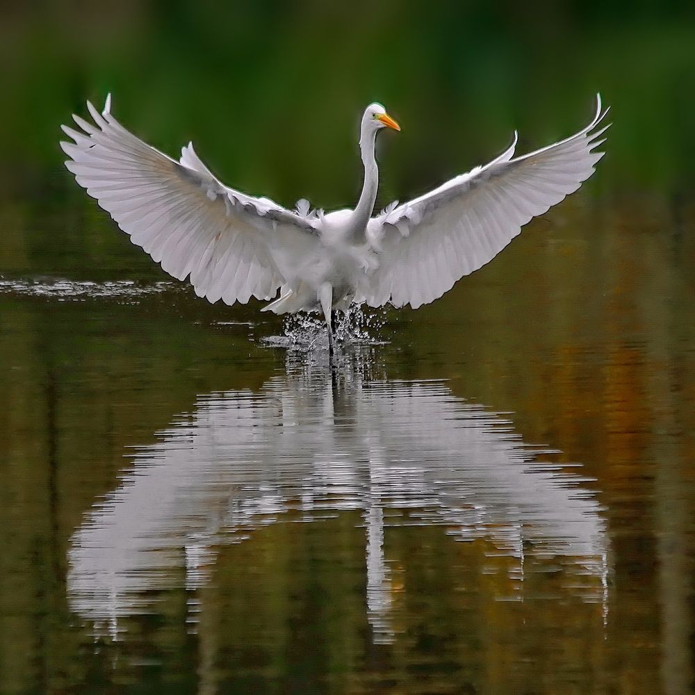 Photograph by Игорь Чеботарёв