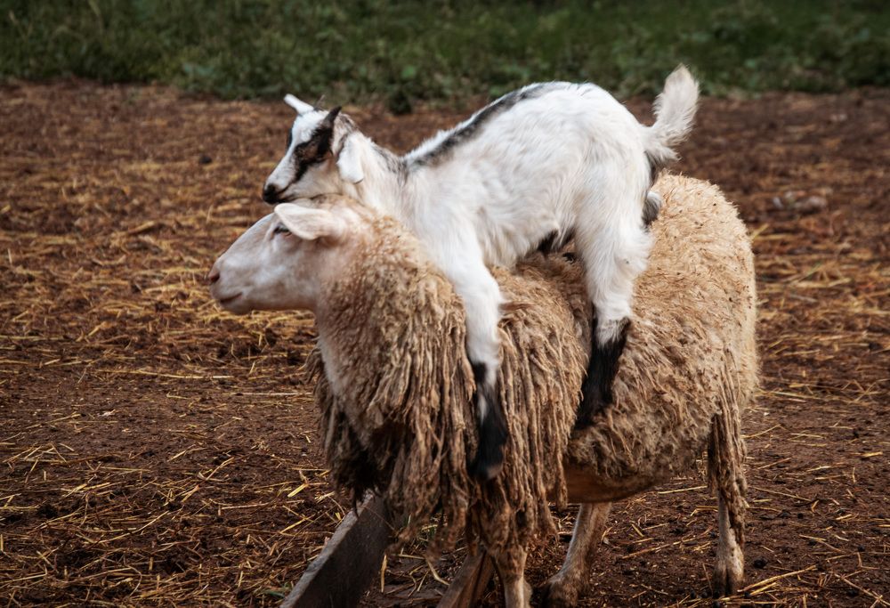 Photograph by Наталья Зверева