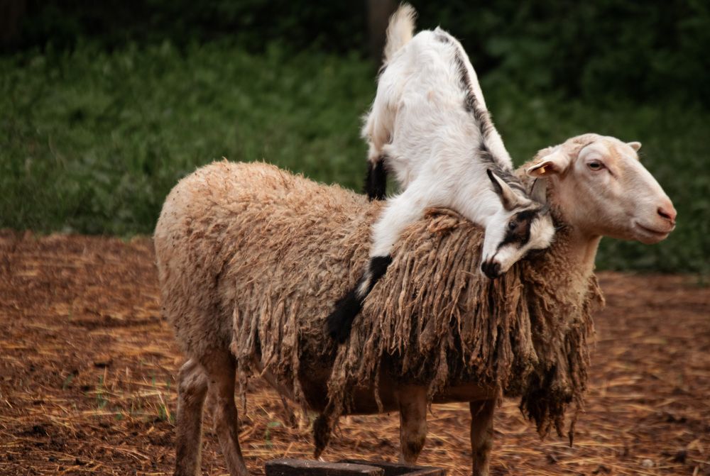 Photograph by Наталья Зверева