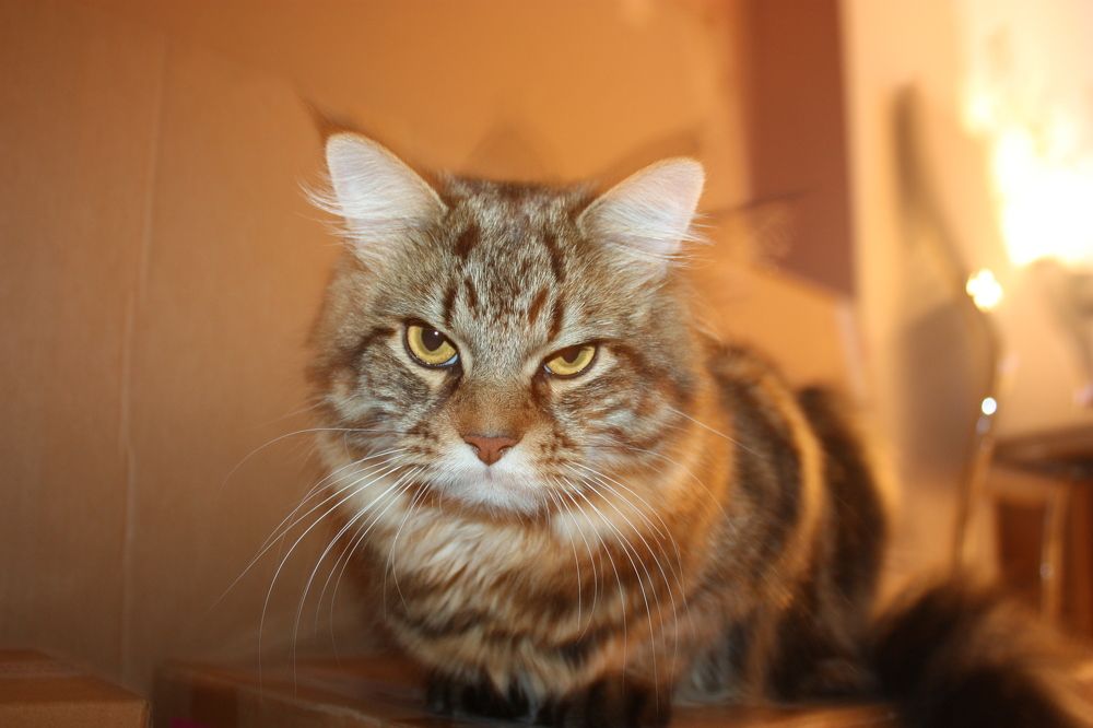 Фотография автора Мостовщикова Мария