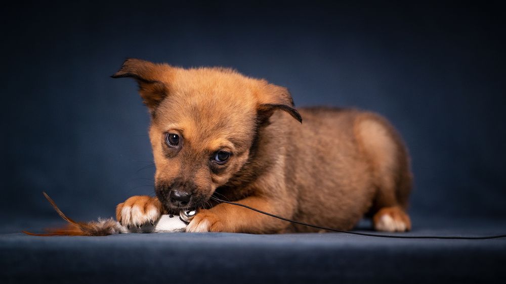 Мастер по ловле игрушек.