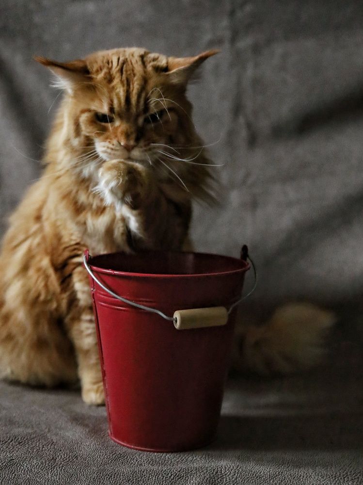 Photograph by Angelica Medvedeva