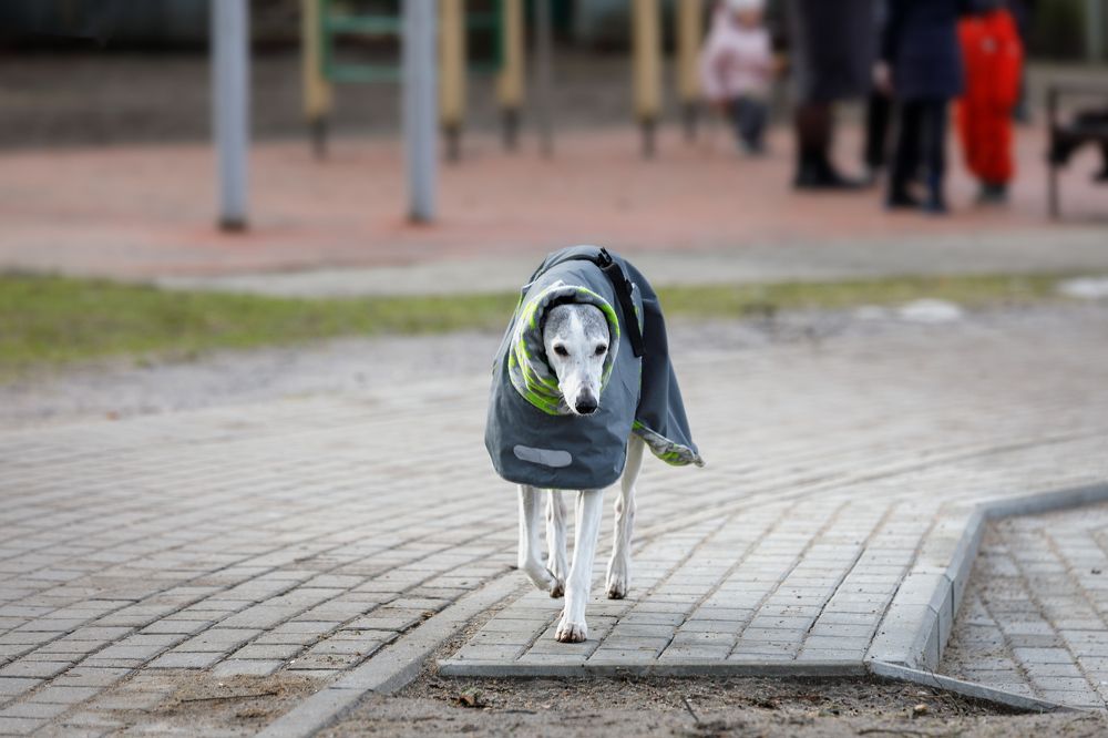 Фотография автора Vadim Svirin