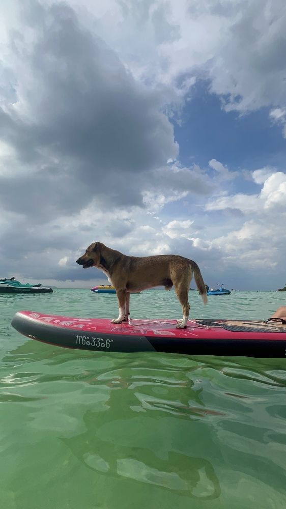 Дружок и море