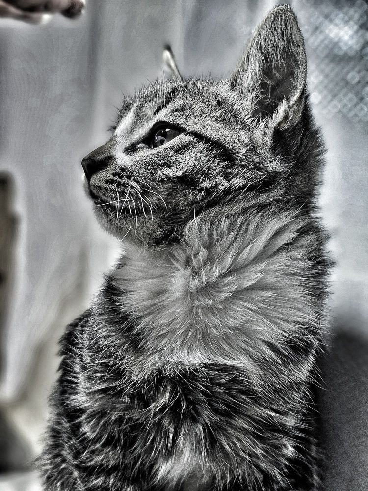 Photograph by nilam