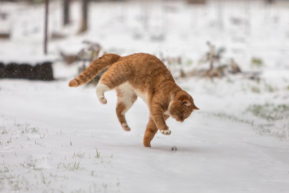 Photograph by Александр Пашеничев