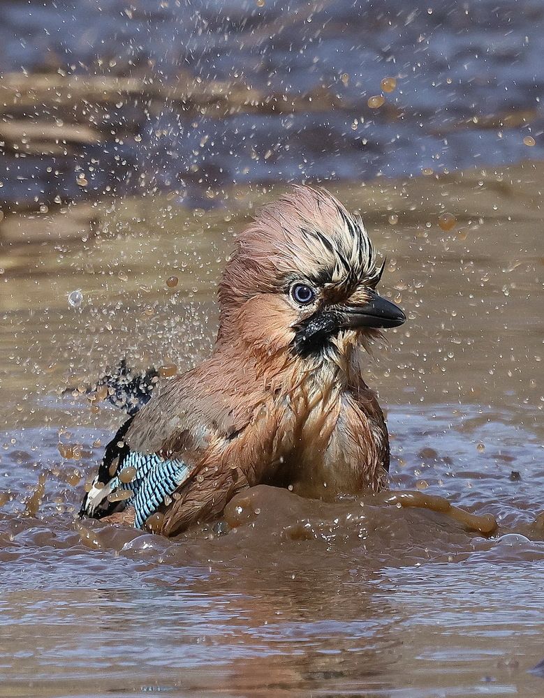 Лесная лужа чем не джакузи?!