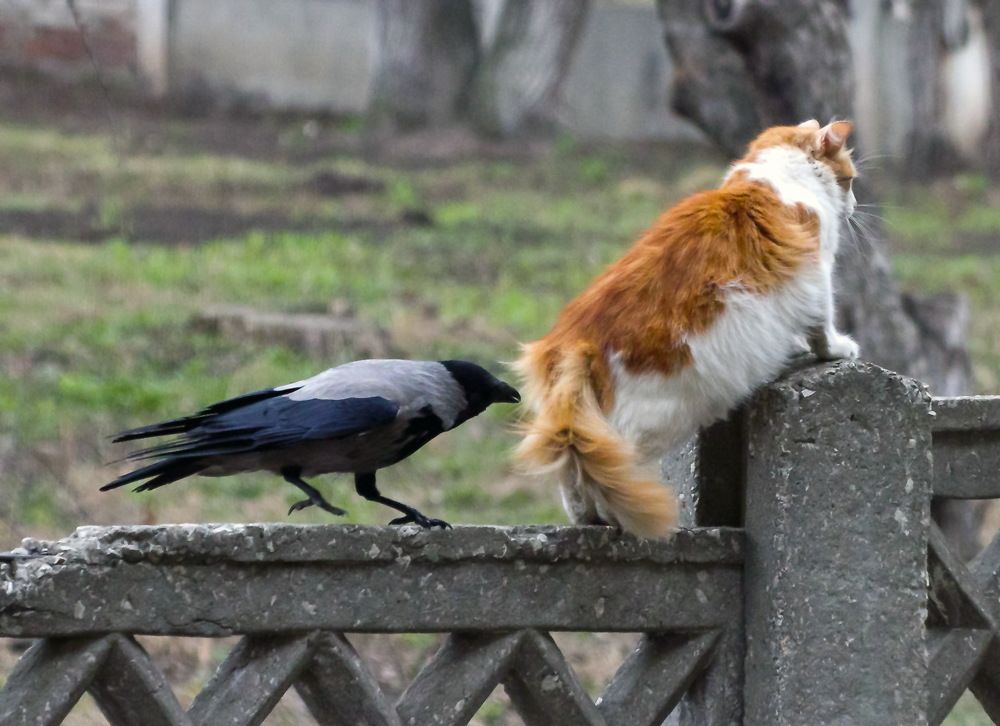 С драного кота хоть шерсти клок!..