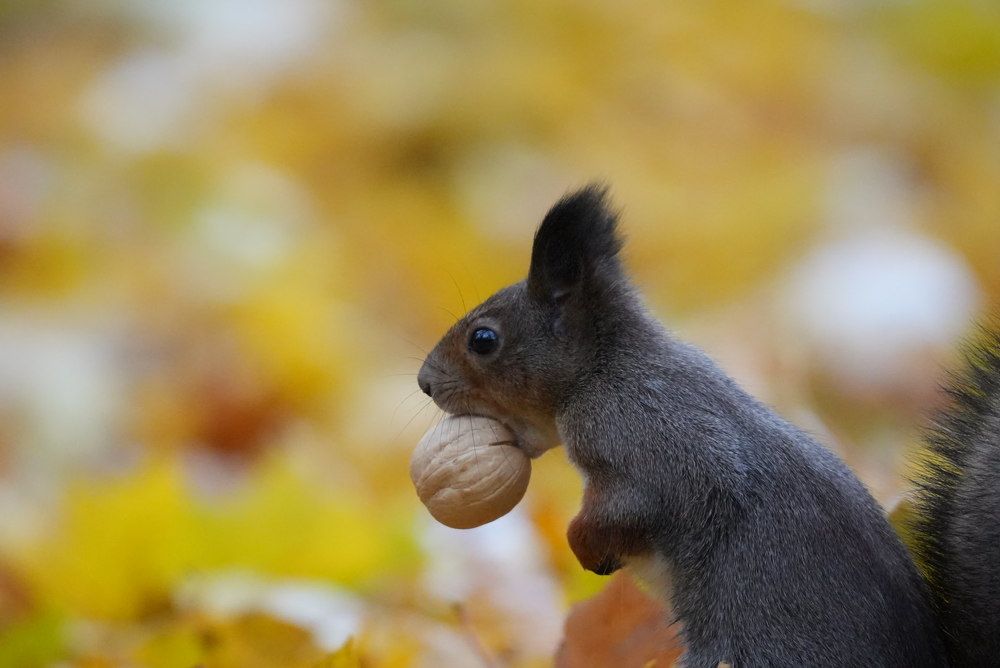 Photograph by Ольга Шугалевская
