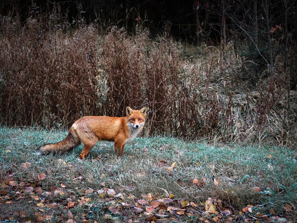 Photograph by Рязанов Юрий