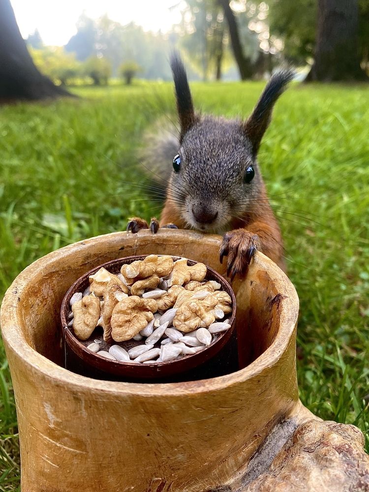 Беличье счастье