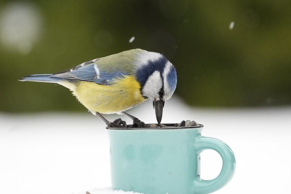 Большая семечка(Big sunflower seed)