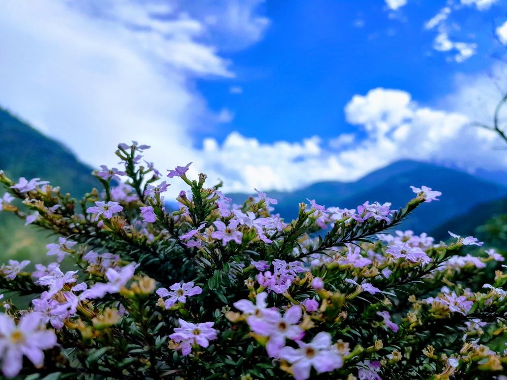 Photograph by Rinchen Norbu