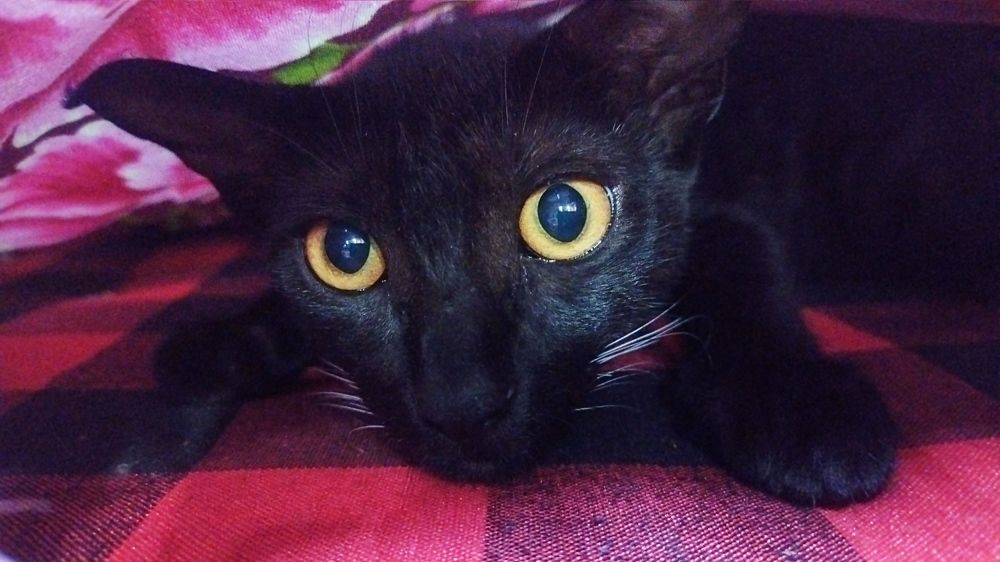 Photo #9807436