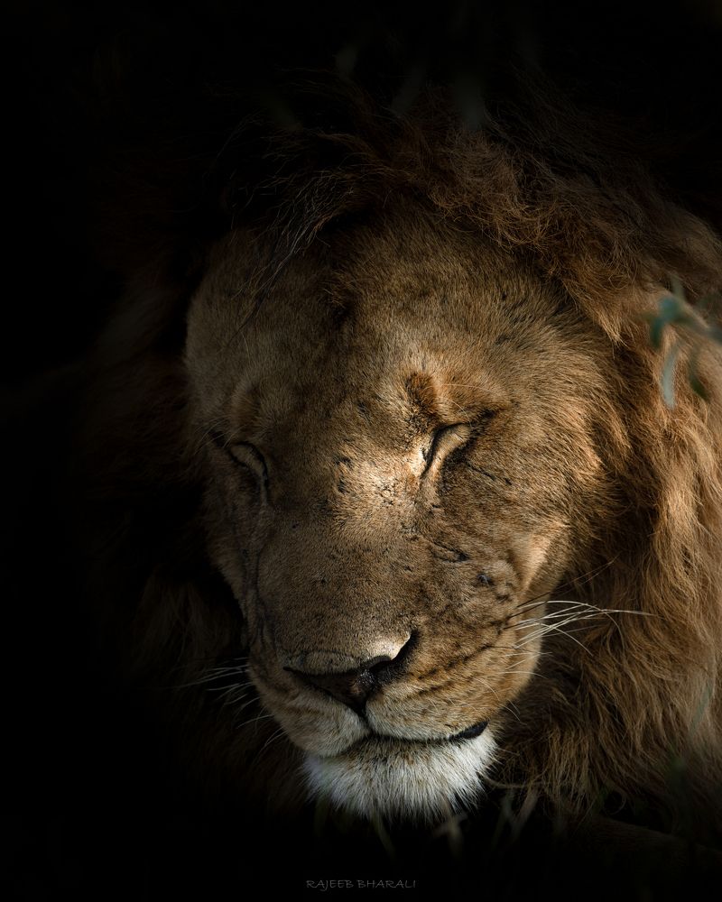 Photograph by Rajeeb Bharali