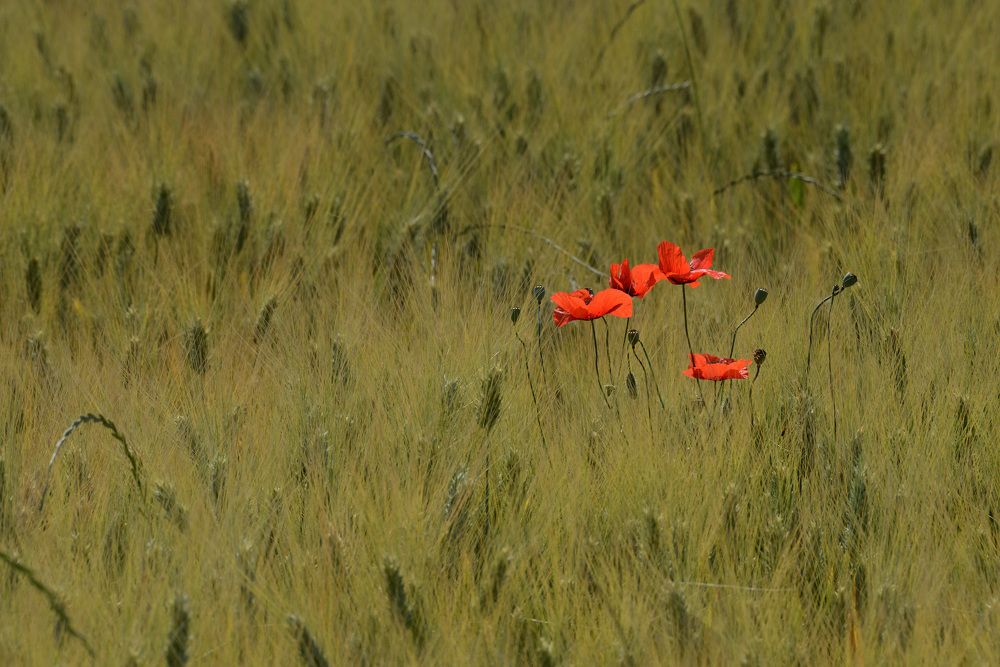 Photograph by Paolo Mola