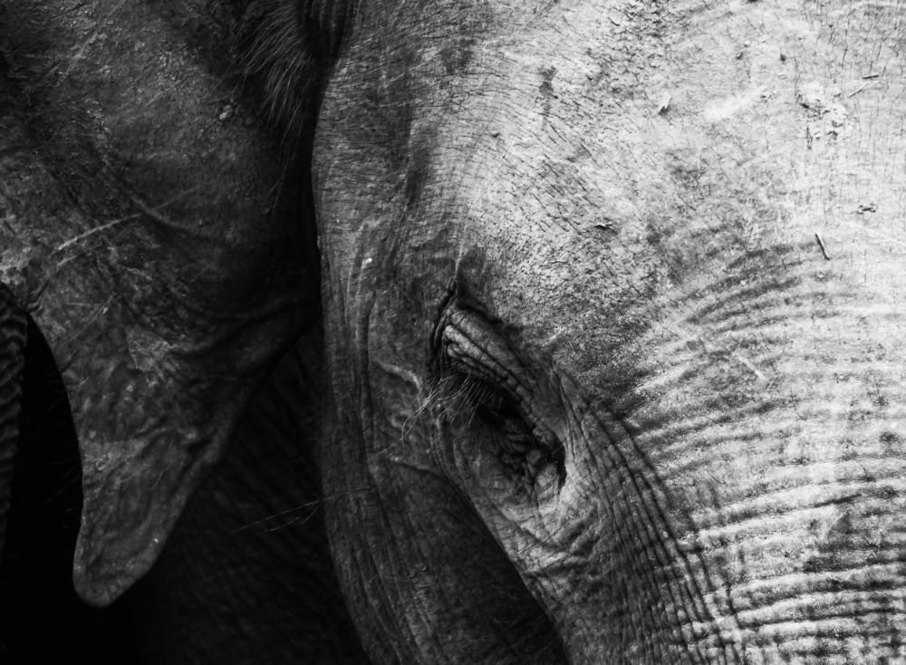 Photograph by Ольга Шугалевская