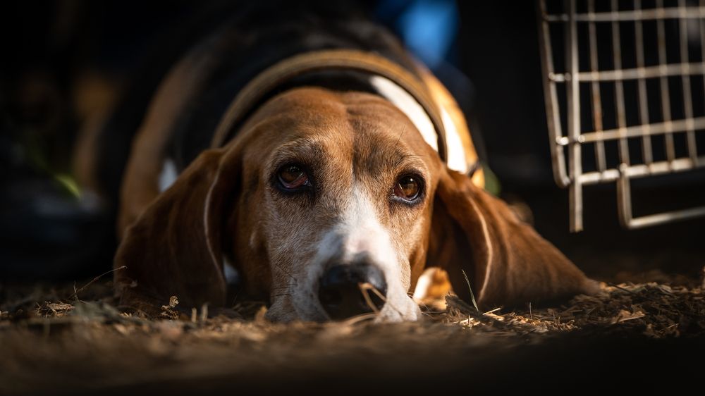 Photograph by Ольга Пачина