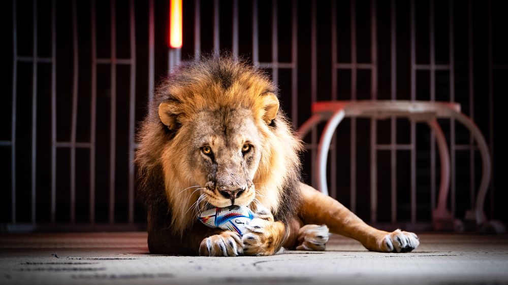 Лев с мячиком