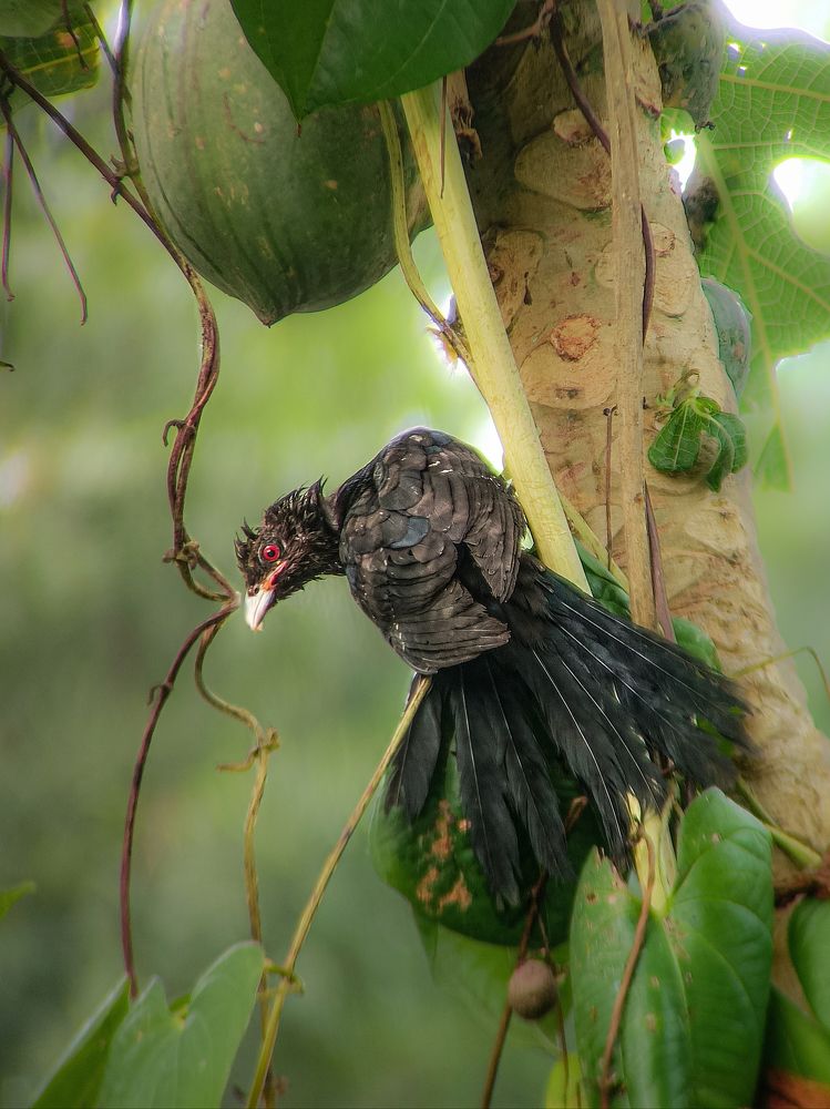 Photograph by soumya sahu