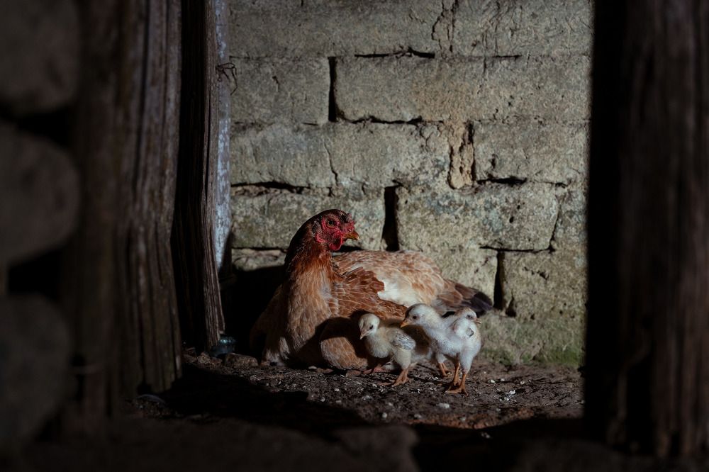 Photograph by Le Trong