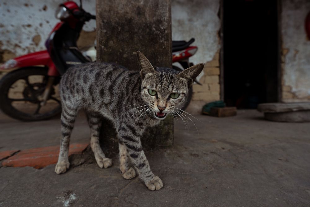 Photograph by Le Trong