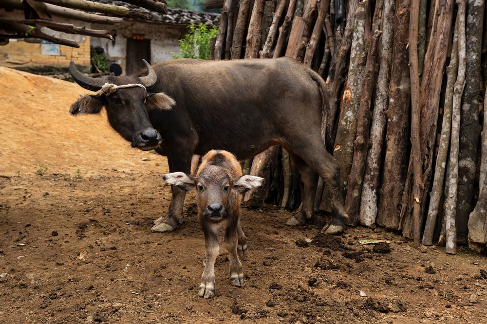 Photograph by Le Trong