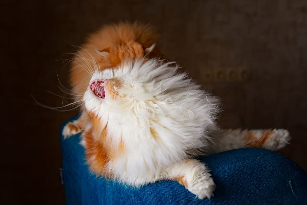 Photograph by Ольга Веретенникова