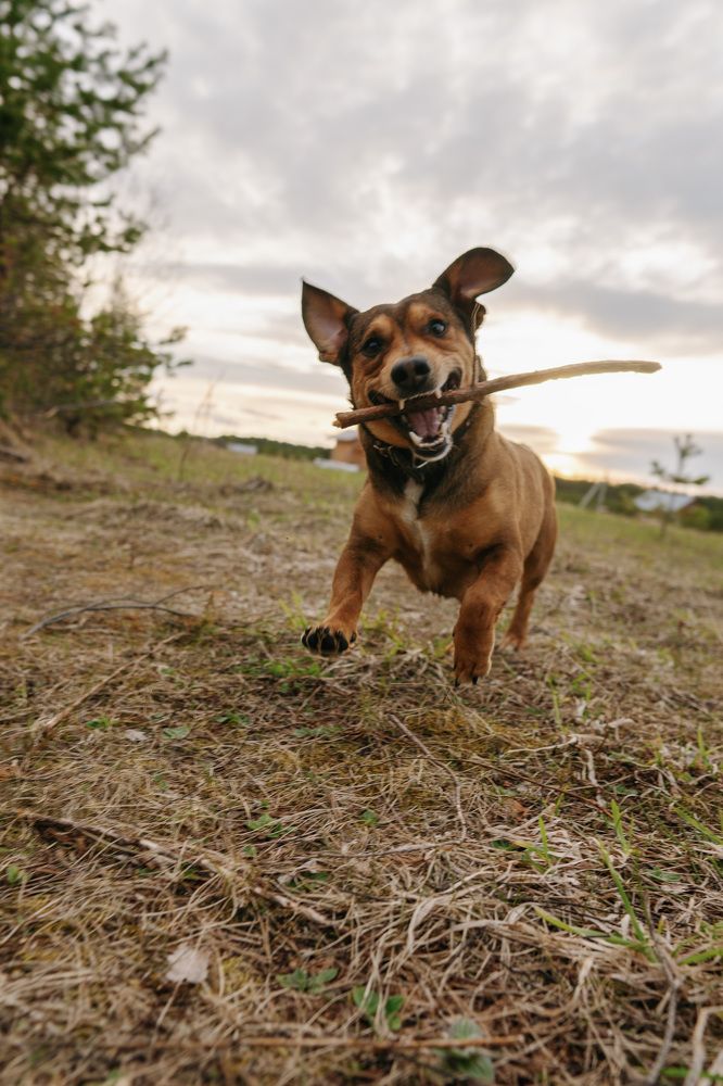 Фотография автора Алексей Сухоруков