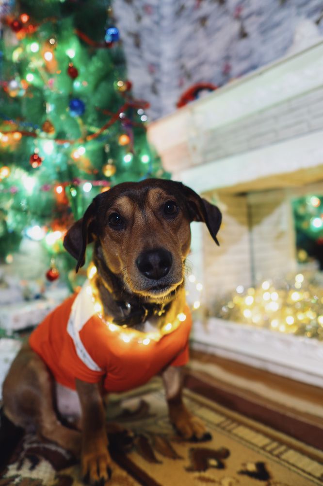 Фотография автора Алексей Сухоруков