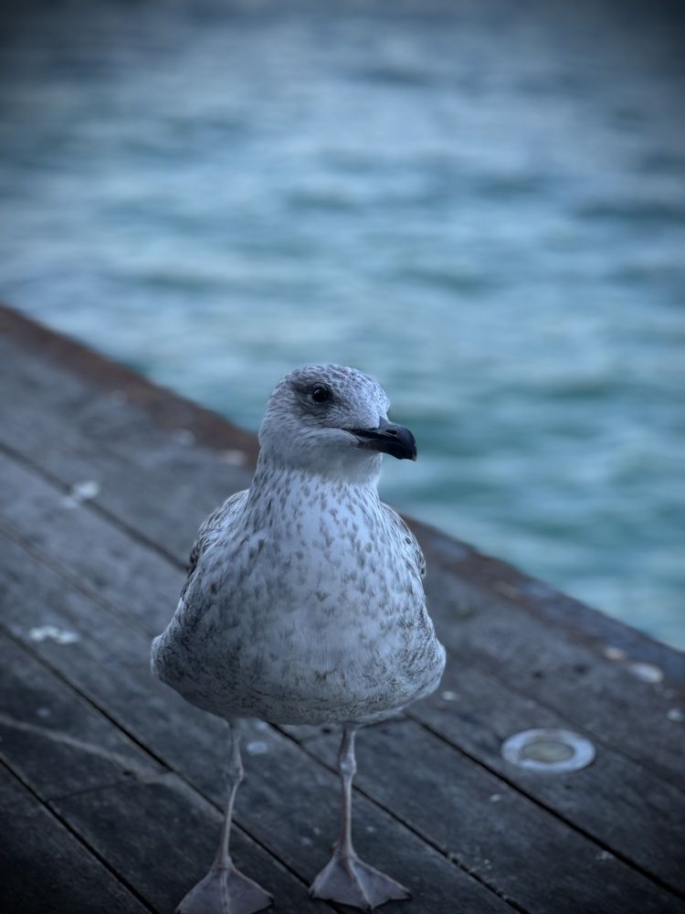 Photograph by Dina mousa