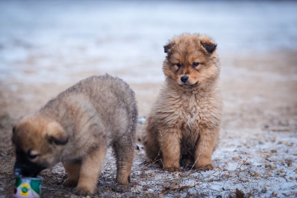 Photograph by Олег Дорошенко