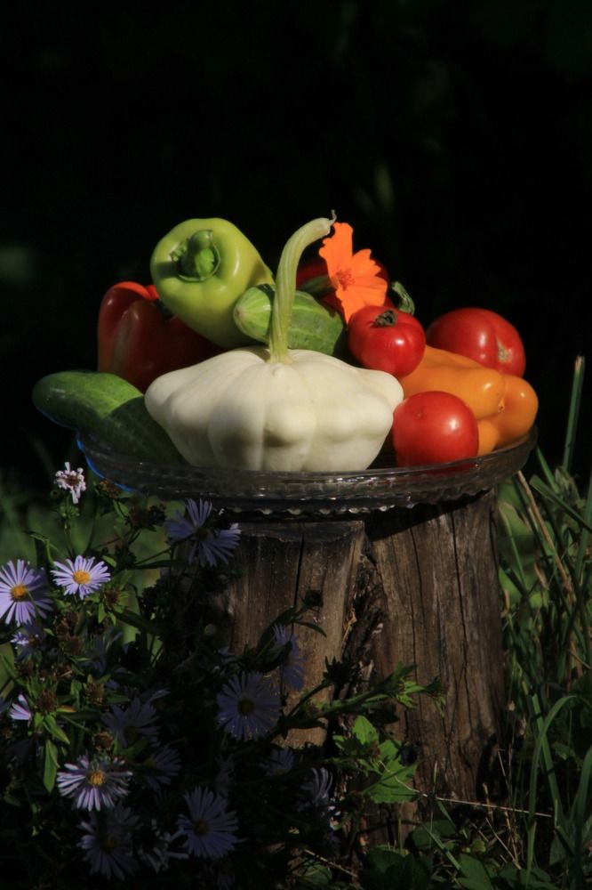 Фотография автора Светлана Терехова