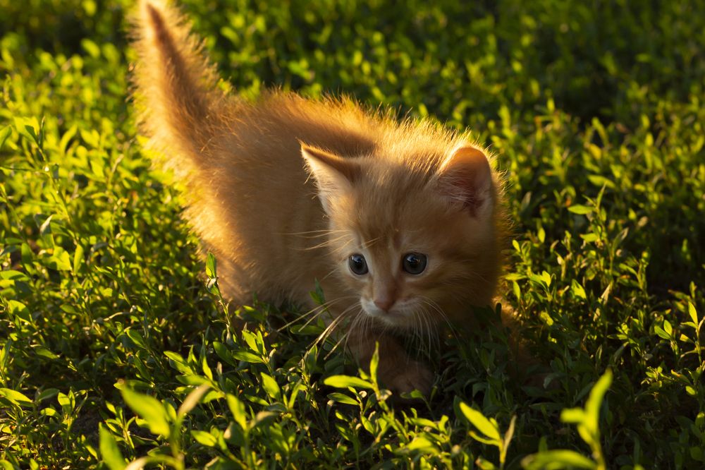 Photograph by Дарья Ващенко-Панкина