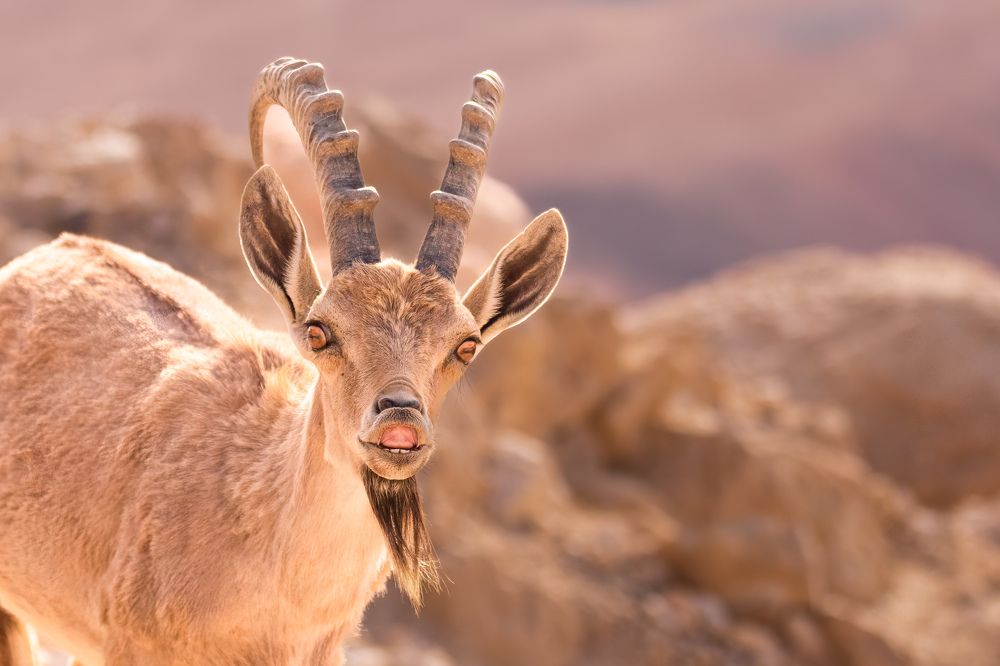 Photograph by Elena Levi