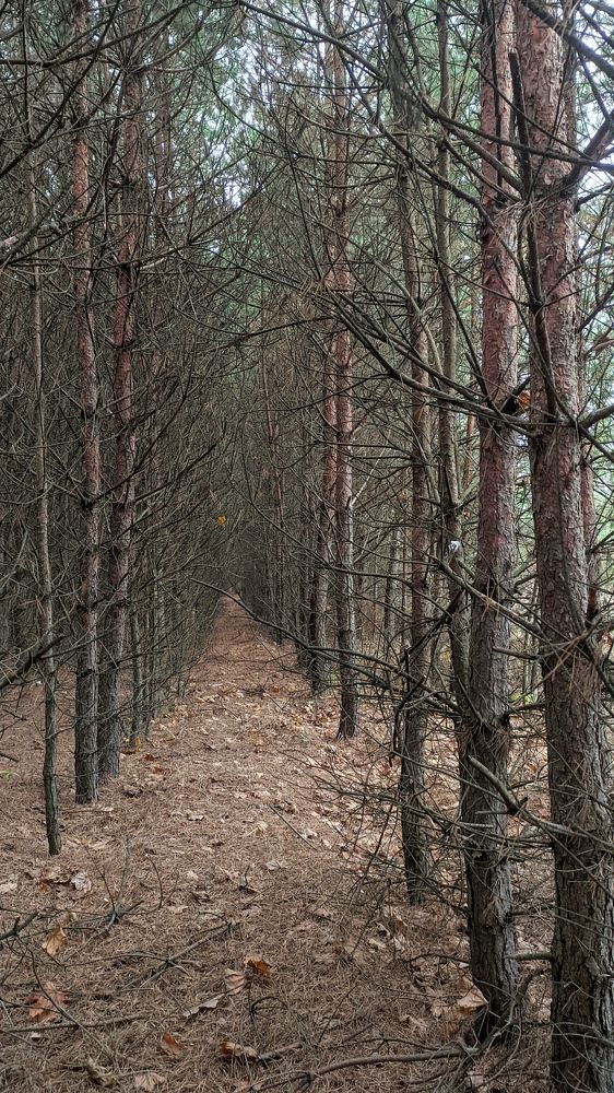 Фотография автора Васильева Ирина