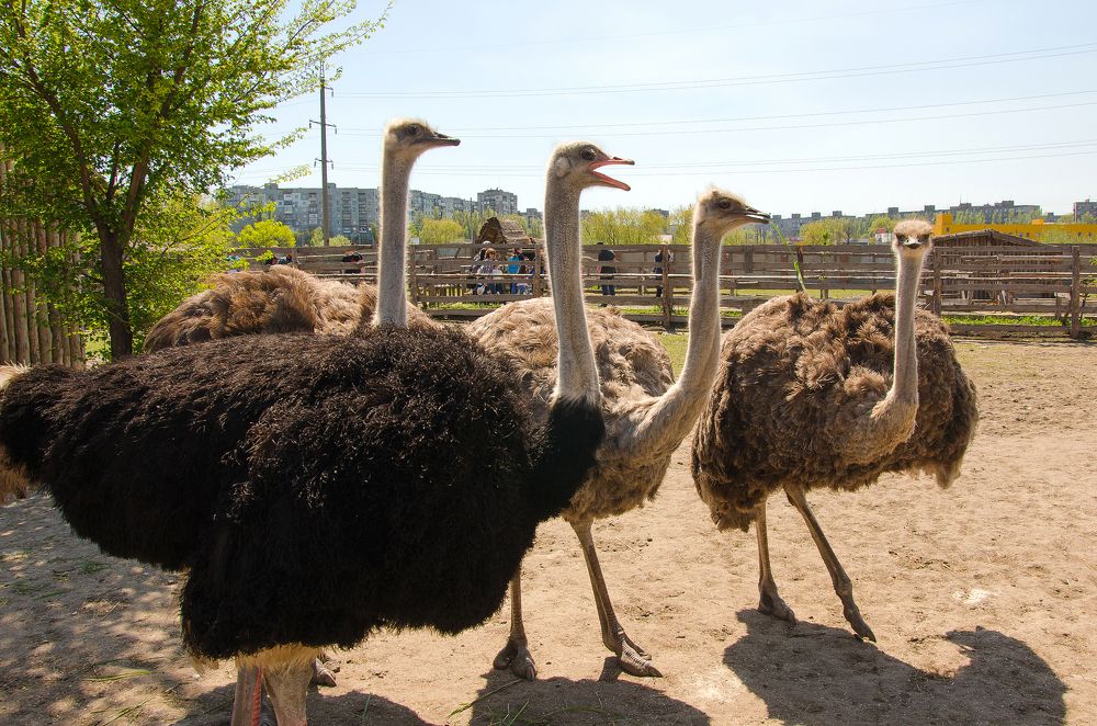 Мариупольский зоопарк