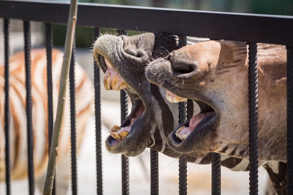 Photograph by Олег Дорошенко