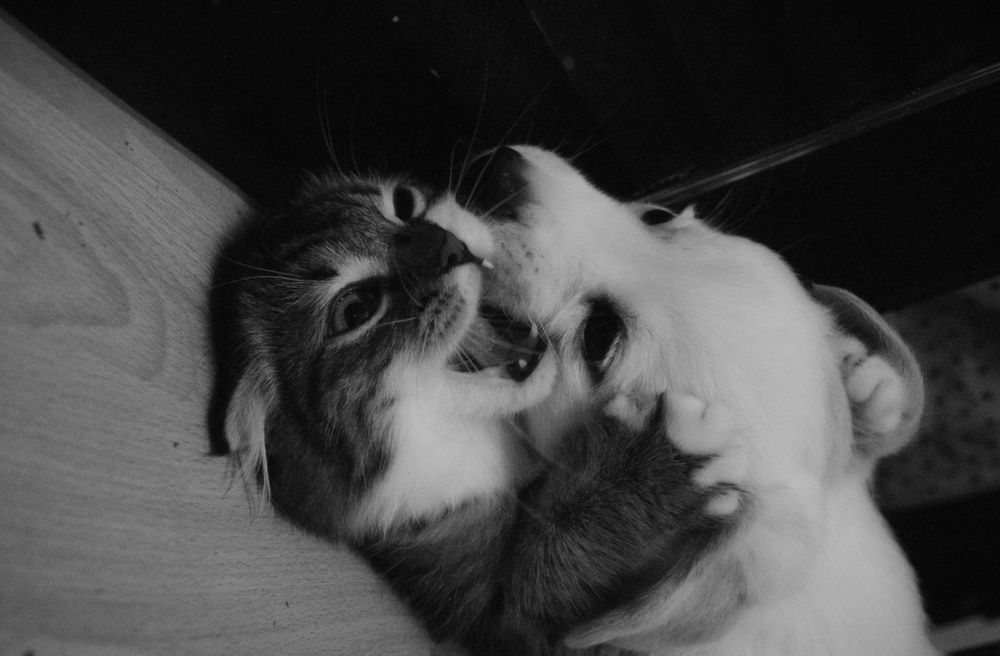 Photograph by Анна Мещерина