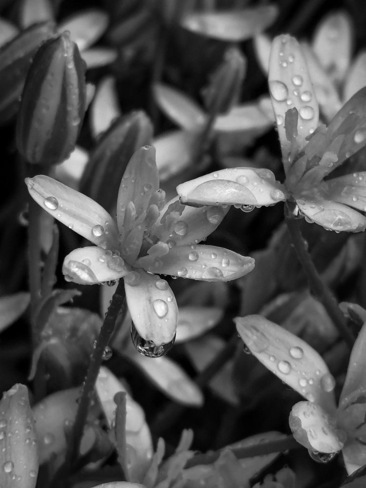 Photograph by Denisa-Mihaela Logoja
