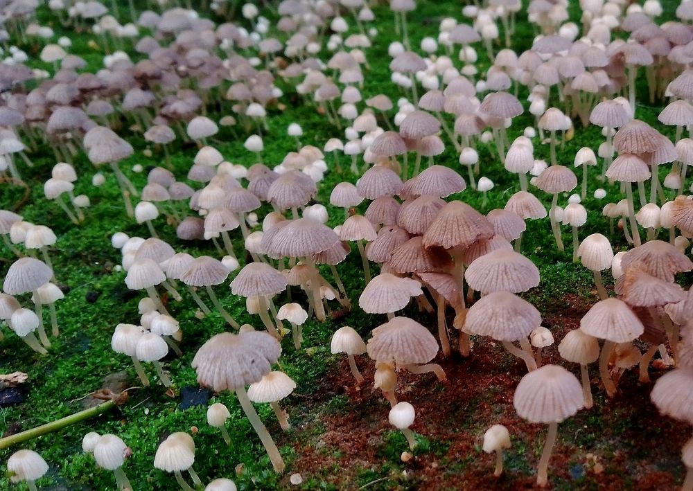 Photograph by Mauricio Brasilli